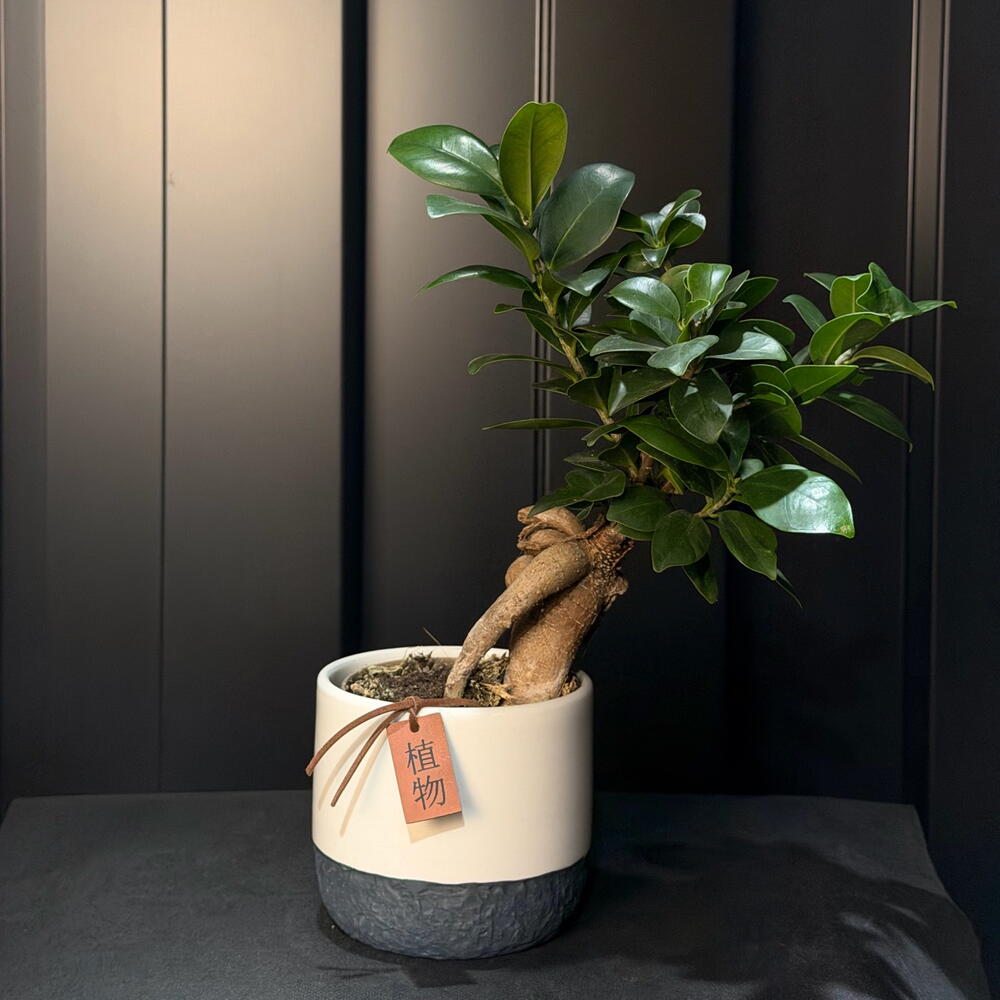 Bonsai