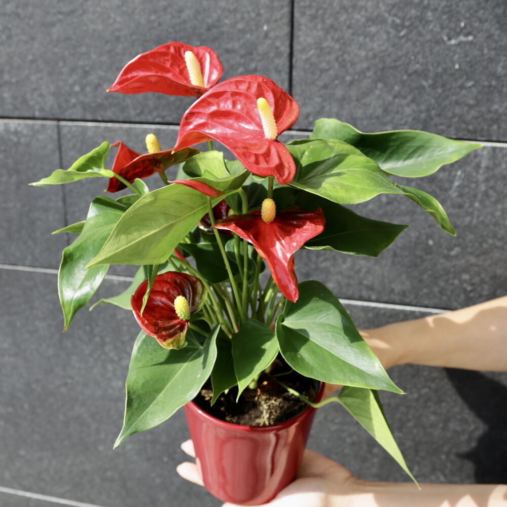 Red Anthurium with Vase