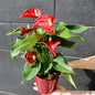 Red Anthurium with Vase