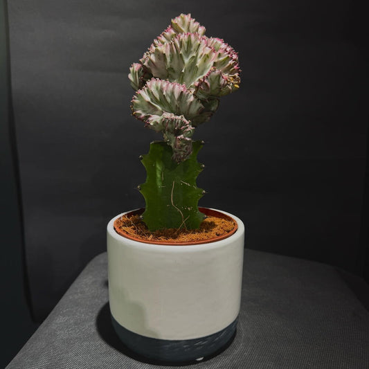 Euphorbia