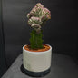 Euphorbia